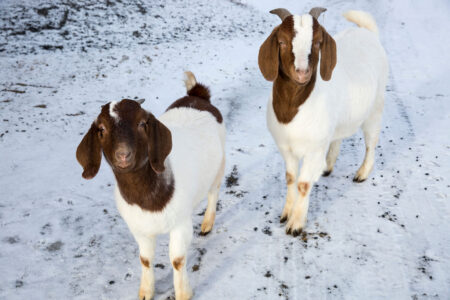 Winter Goat Care Image